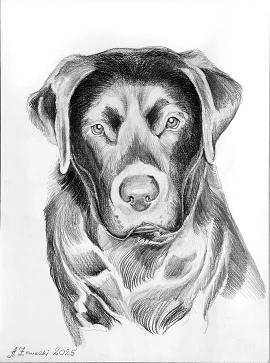 portret czarnego psa